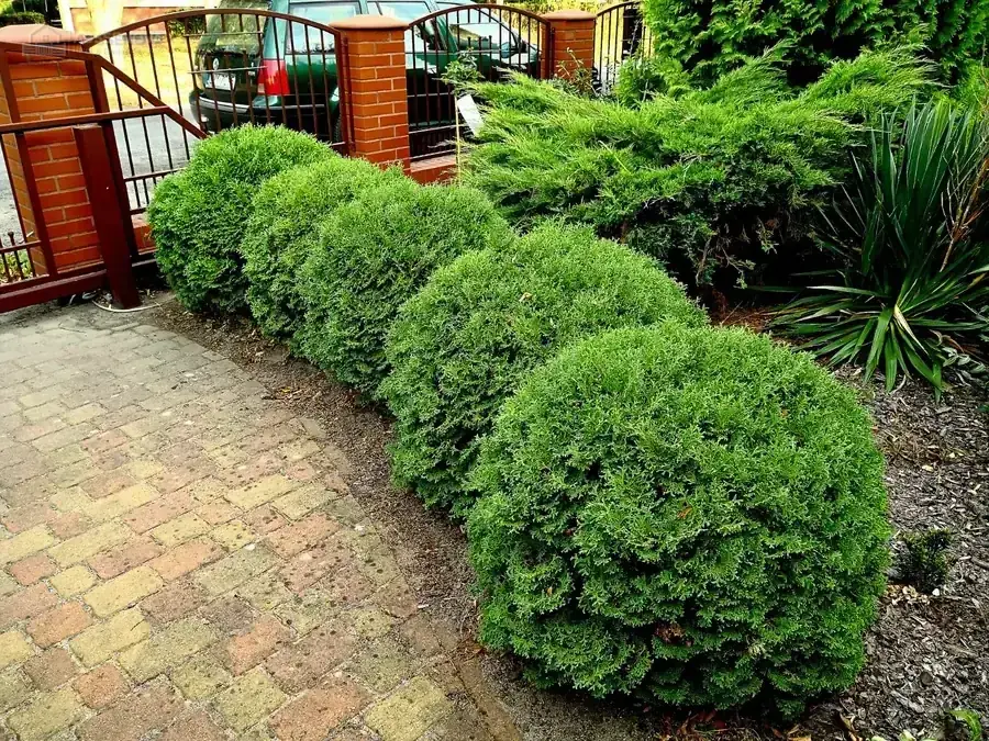 Gepflegter Gartenbereich